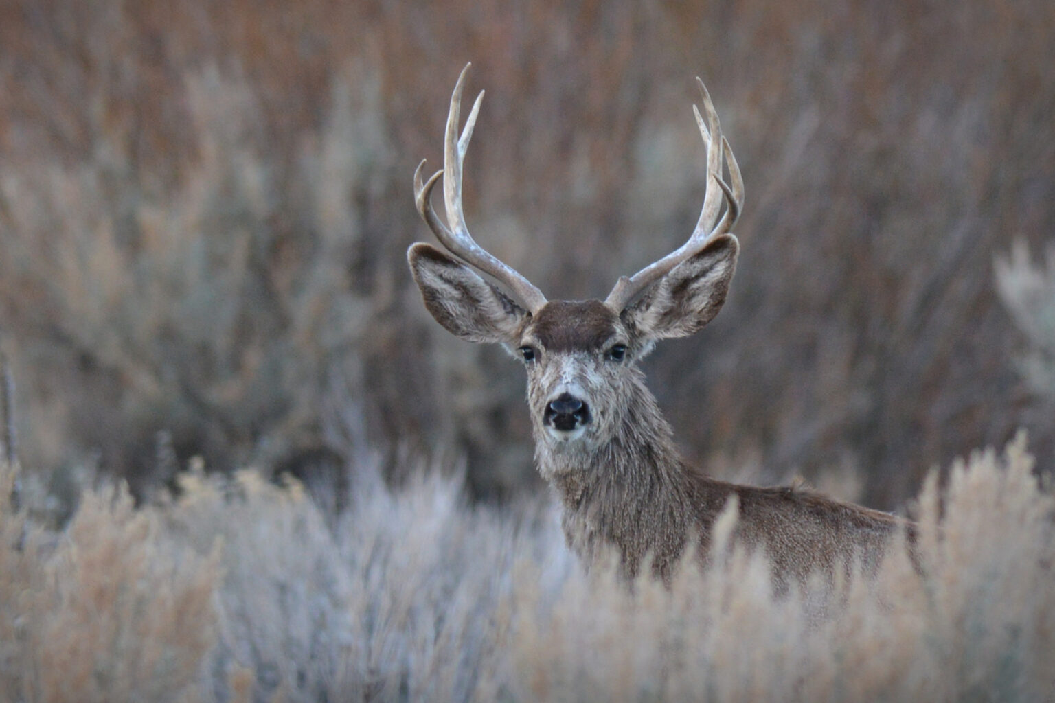 The Roaring Springs Ranch