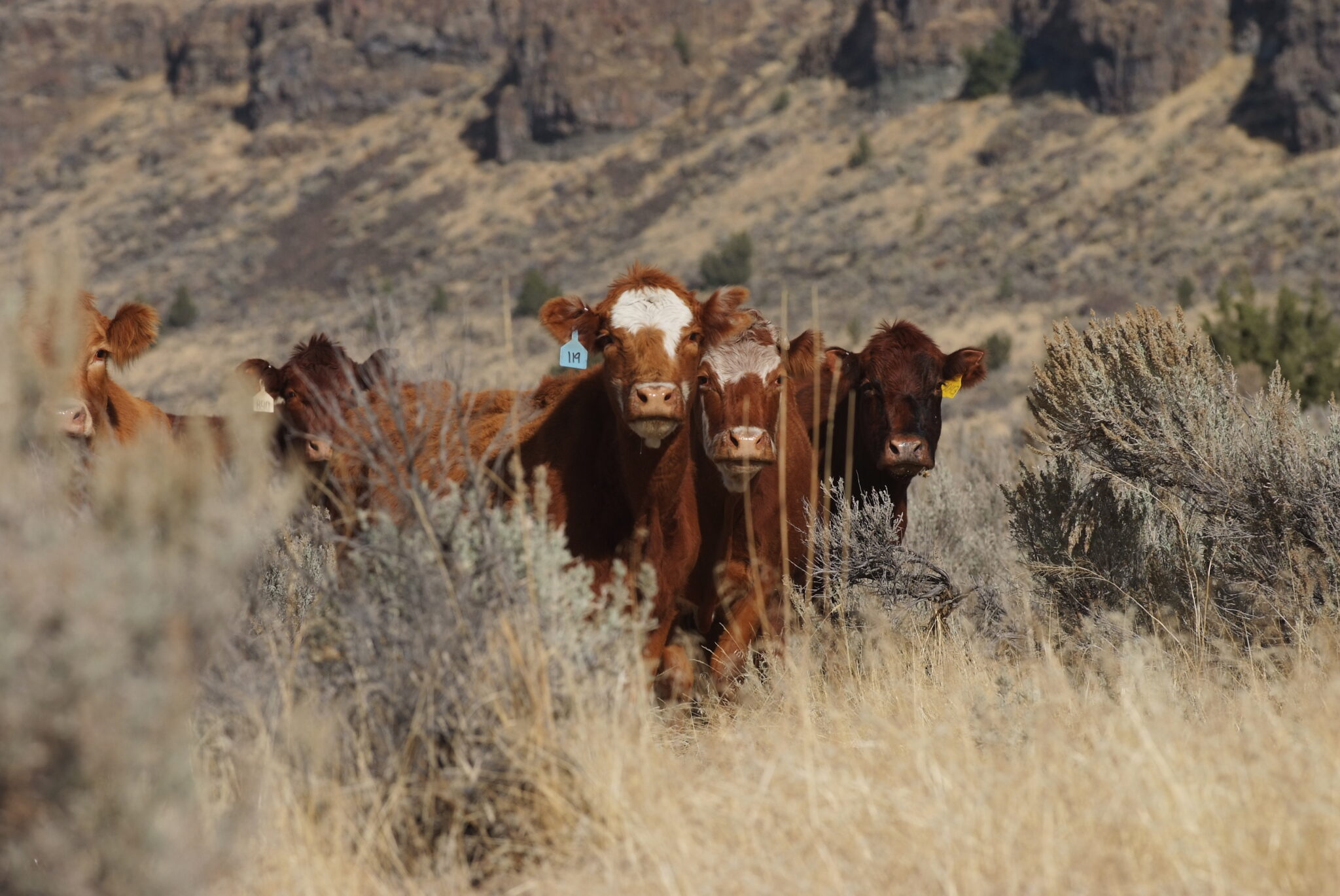 The Roaring Springs Ranch