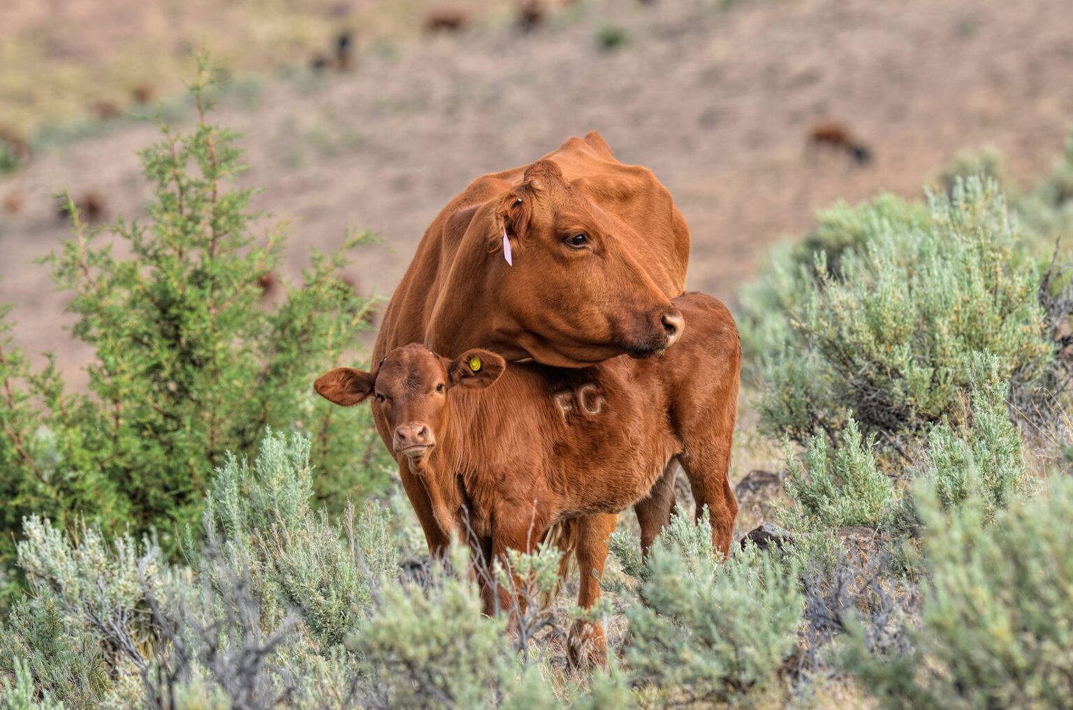 The Roaring Springs Ranch