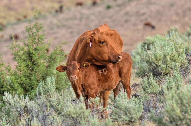 The Roaring Springs Ranch