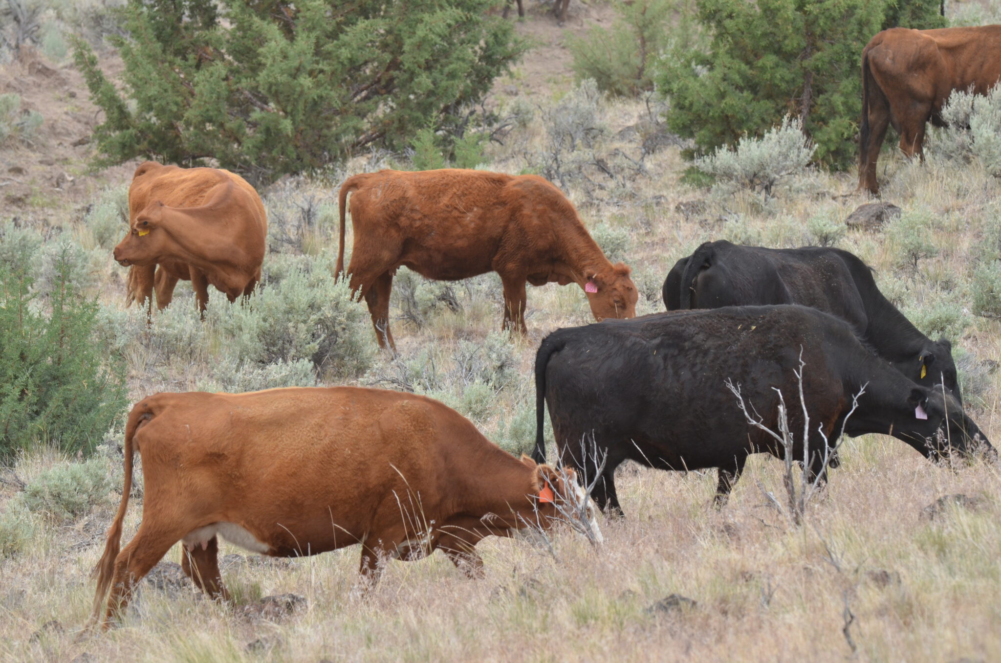 The Roaring Springs Ranch - About
