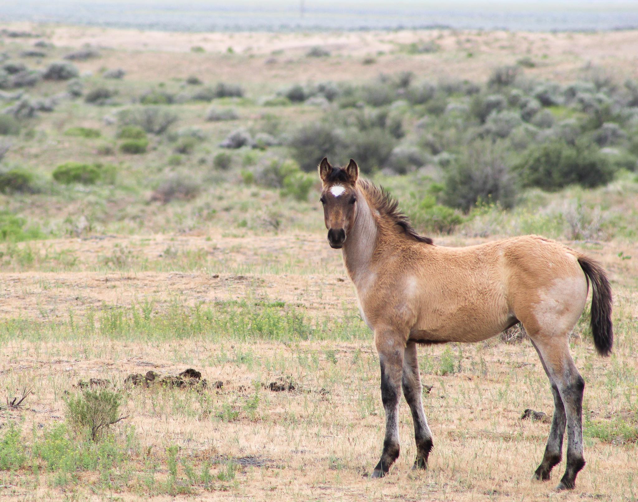 The Roaring Springs Ranch