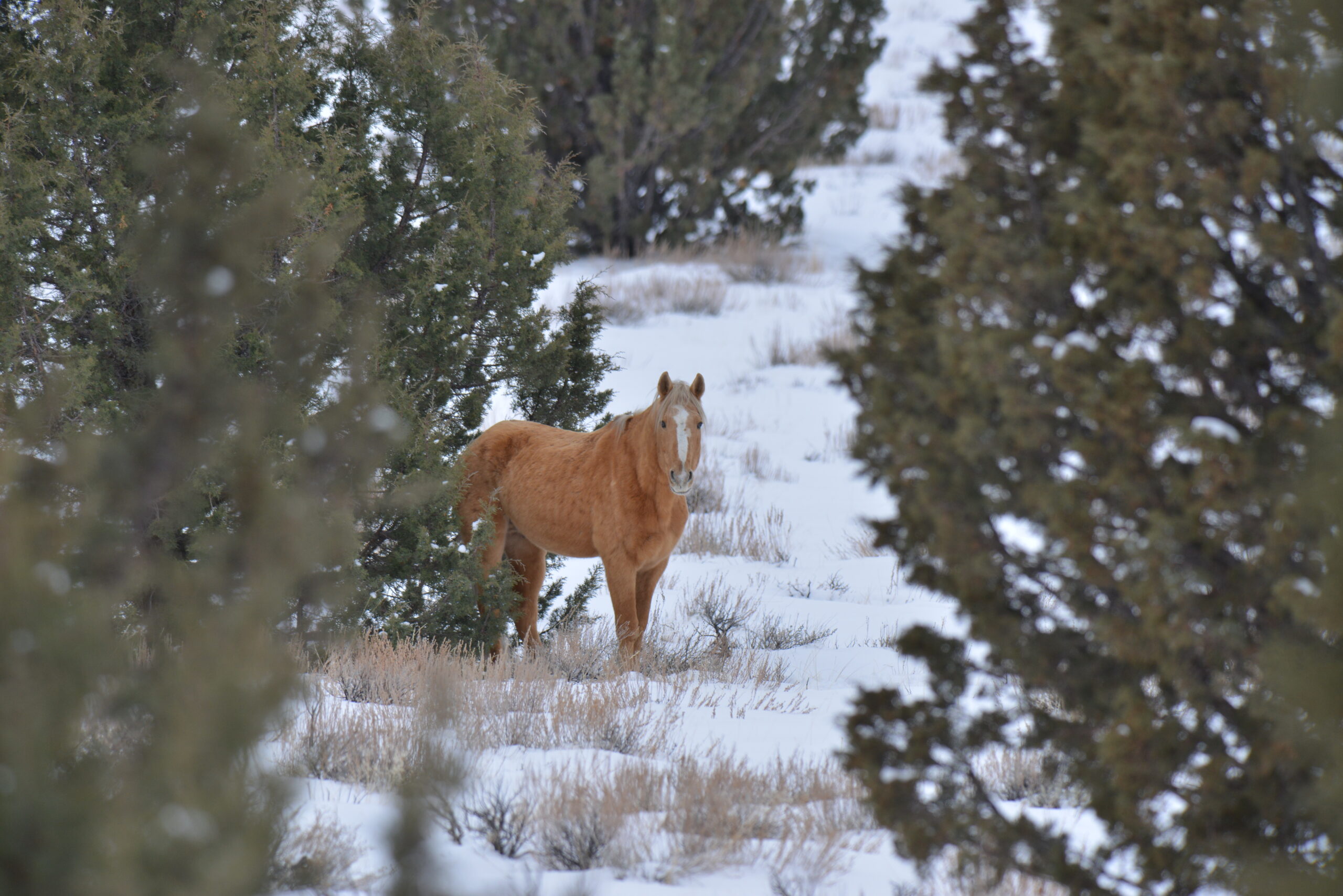 The Roaring Springs Ranch About