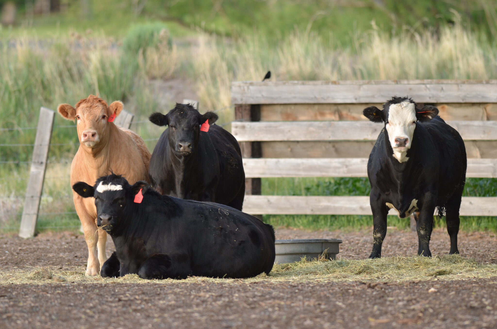 The Roaring Springs Ranch About